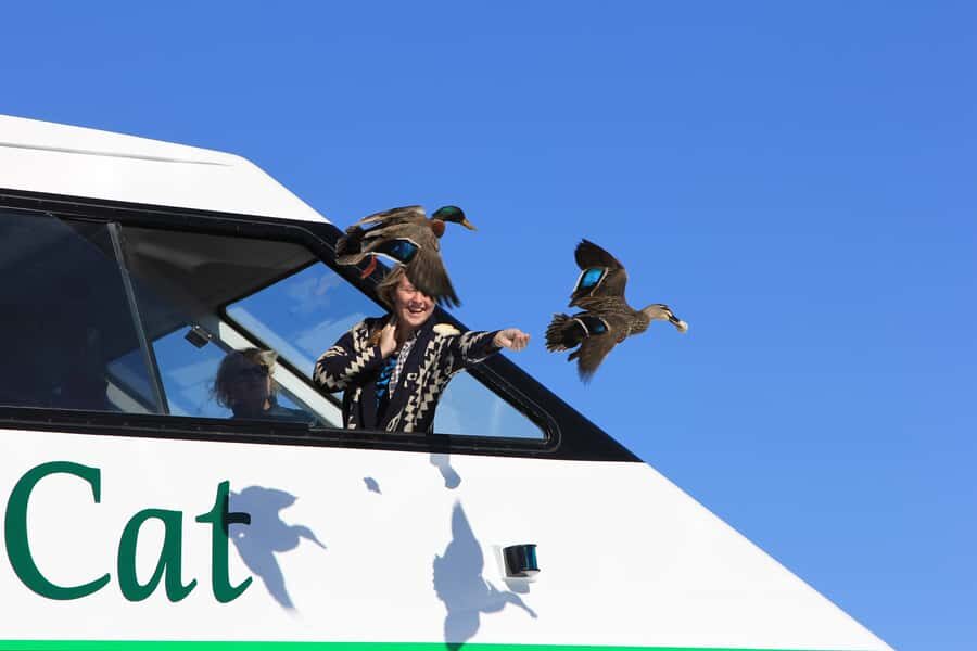 Lake Taupo: Maori Rock Carvings 10.30 AM 1.5-Hour Cruise - Catamaran Cruise Comfort: Two Stories of Views