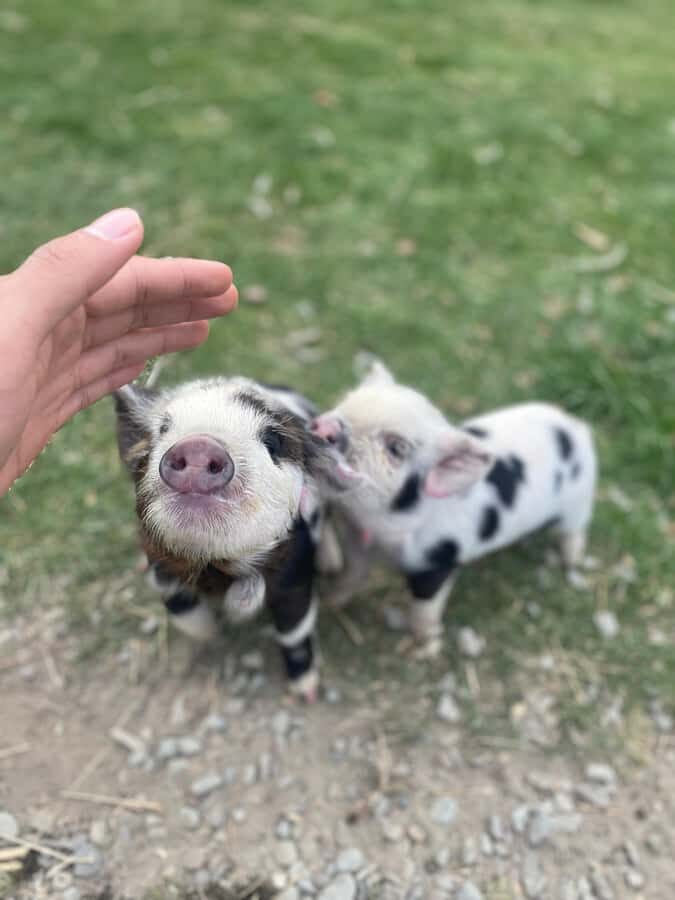 Lake Tekapo: Guided Petting Zoo Visit - Key things I’d watch for