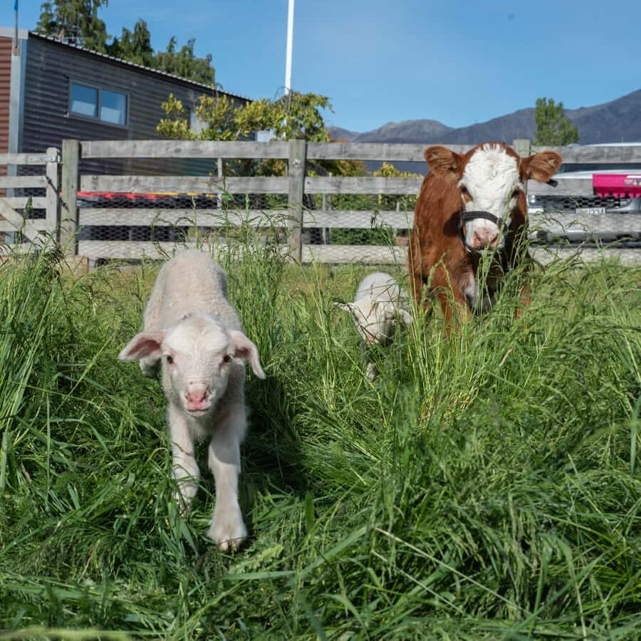 Lake Tekapo: Guided Petting Zoo Visit - Is this for you? Who will enjoy it most