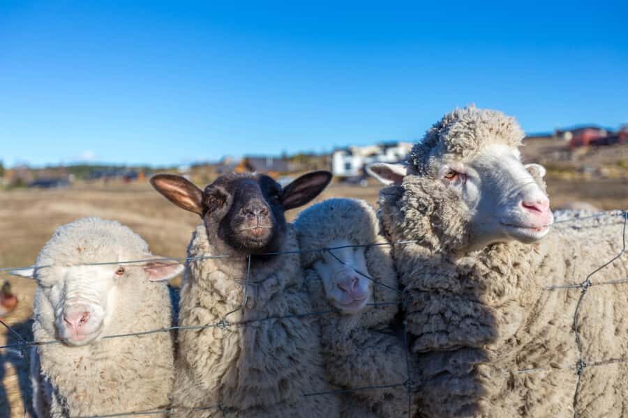 Lake Tekapo: Guided Petting Zoo Visit - Lake Tekapo Petting Zoo: a fast, friendly animal break