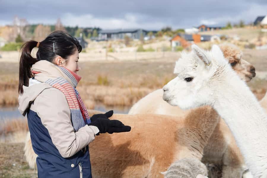 Lake Tekapo: Guided Petting Zoo Visit - Where to meet: Cairns Alpine Resort parking space