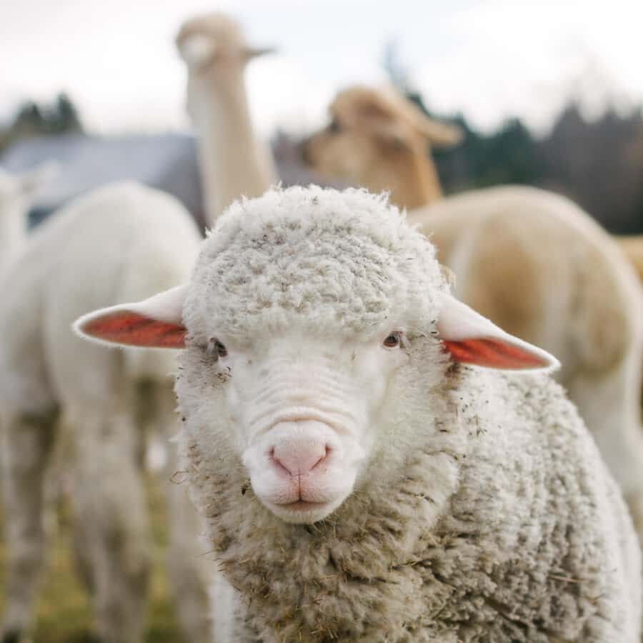 Lake Tekapo: Guided Petting Zoo Visit - The animals you’ll meet at Lake Tekapo Petting Zoo