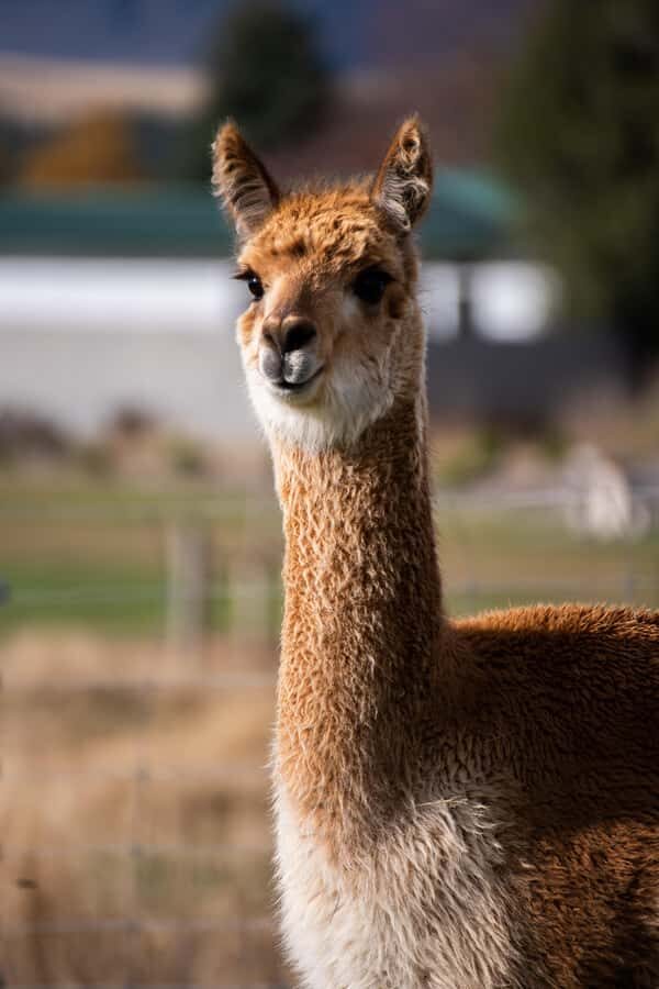 Lake Tekapo: Guided Petting Zoo Visit - Hand-feeding: the part everyone remembers