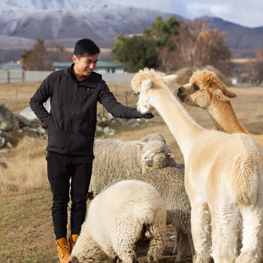 Lake Tekapo: Guided Petting Zoo Visit - Baby lamb season: bottle-feeding when available