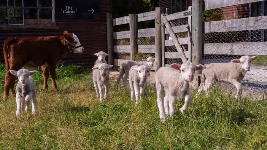 Lake Tekapo: Guided Petting Zoo Visit - Price and what your $11 actually buys you