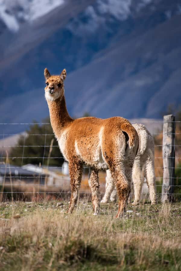 Lake Tekapo High Country Farm Tour (Carbon Positive) - Forks Stream tastes and Mulan’s horse stars