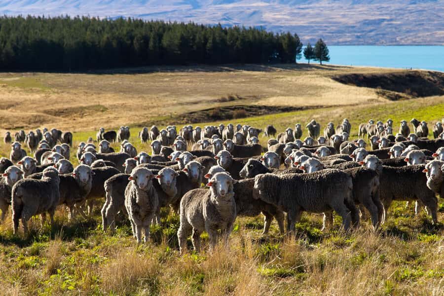Lake Tekapo High Country Farm Tour (Carbon Positive) - The private Mt. John lookout and the farmer-for-a-day laugh