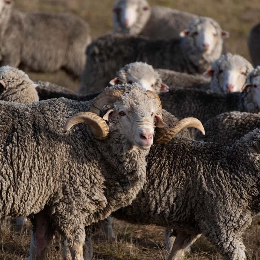 Lake Tekapo High Country Farm Tour (Carbon Positive) - Price and value: is $89 worth 2 hours?