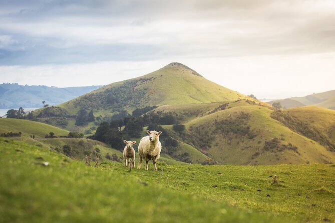 Larnach Castle Tour & Wildlife Cruise (Dunedin Shore Excursion) - How the full day fits (and why that matters for shore time)