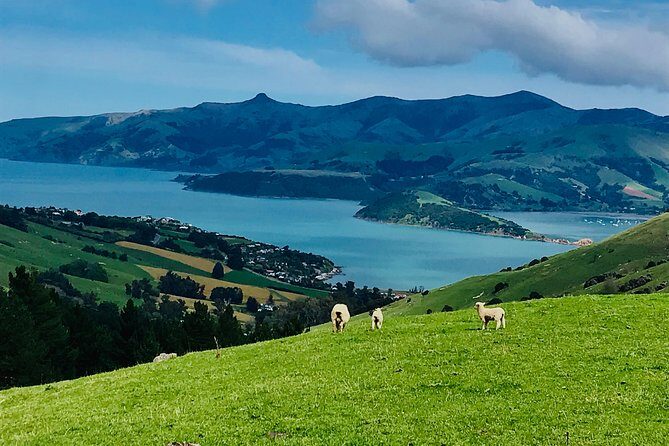Lava Loop- Guided electric mountain bike tour in Akaroa - Akaroa’s Lava Loop: what you’re really riding for