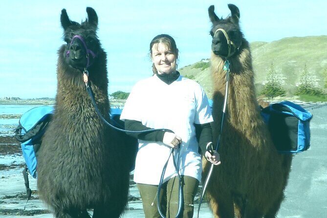 Llama Trek (Half-day) - Kaikoura Bay, Beaches & Seal Colony - Kaikoura Llama Trek: a half-day worth carving out