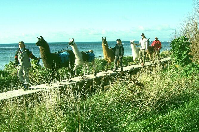 Llama Trek (Half-day) - Kaikoura Bay, Beaches & Seal Colony - A small group and a real start: meeting your llama