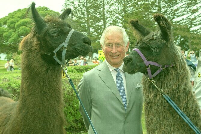 Llama Trek (Half-day) - Kaikoura Bay, Beaches & Seal Colony - Trekking Kaikoura Bay and the peninsula coastline on foot