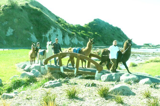 Llama Trek (Half-day) - Kaikoura Bay, Beaches & Seal Colony - The included hot/cold drink and cake: a small detail that helps