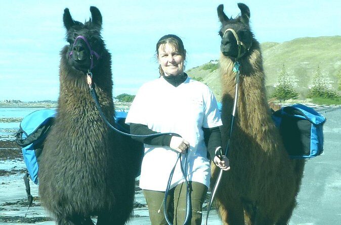 Llama Trek (Half-day) - Kaikoura Bay, Beaches & Seal Colony - Price and value: is $154.52 a good deal?