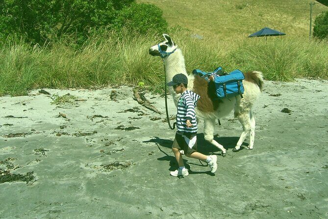 Llama Trek (Half-day) - Kaikoura Bay, Beaches & Seal Colony - Practical tips that make the trek smoother
