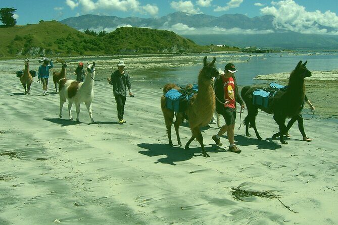 Llama Trek (Half-day) - Kaikoura Bay, Beaches & Seal Colony - So, should you book the Llama Trek?