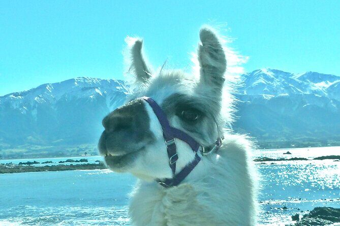 Llama Trek (Half-day) - Kaikoura Bay, Beaches & Seal Colony - Ohau Point Seal Colony: what you’re doing and why it’s special