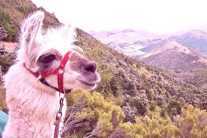 Llama Trek (Taster) - Kowhai River Valley and Native Woodland Tour - Key highlights you should know before you go