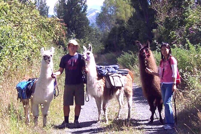 Llama Trek (Taster) - Kowhai River Valley and Native Woodland Tour - Llama Trek Taster: what the 90 minutes feels like