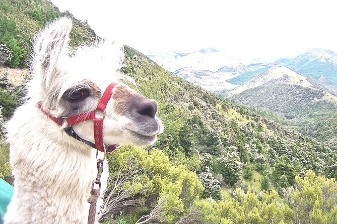 Llama Trek (Taster) - Kowhai River Valley and Native Woodland Tour - Meeting Kevin and learning llama behavior up close