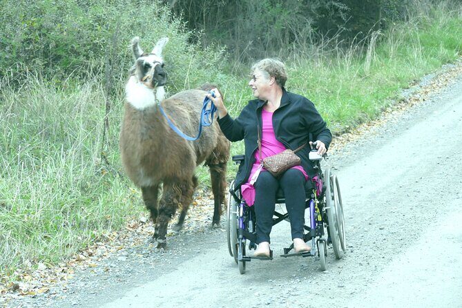 Llama Trek (Taster) - Kowhai River Valley and Native Woodland Tour - Price and value: is $83.16 worth a 90-minute taster?