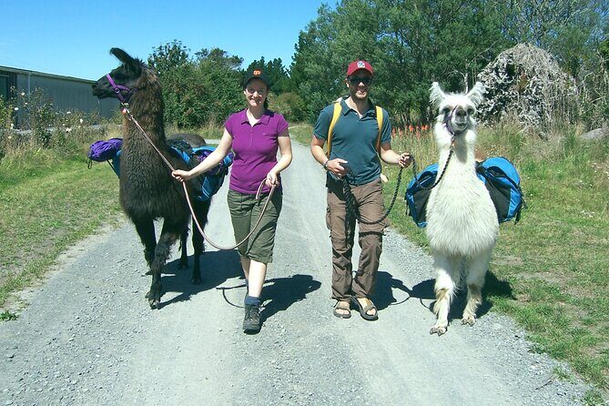 Llama Trek (Taster) - Kowhai River Valley and Native Woodland Tour - Getting the most out of your llama time