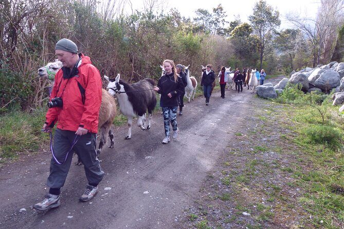 Llama Trek (Taster) - Kowhai River Valley and Native Woodland Tour - Protected native woodland: the wildlife soundtrack you actually hear