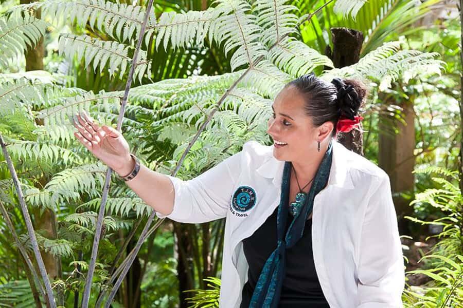 Luxury Auckland Maori Tour - Getting the timing right: why 9am to 5pm works here