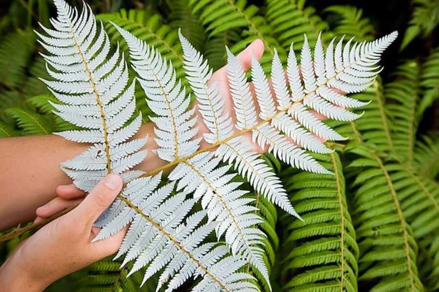 Luxury Auckland Maori Tour - Should you book this Luxury Auckland Maori Tour?