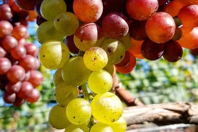 Luxury Private Auckland Wine & Beach Tour with Lunch - Stop 2: Kumeu River Wines for award-winning varietals and classic blends (30 minutes)