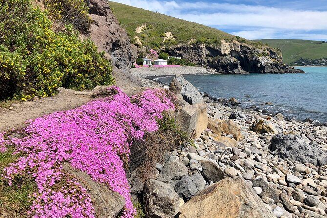 Luxury Private Guided Crater Rim Walk on Banks Peninsula - Who this tour suits best (and who might want a different option)