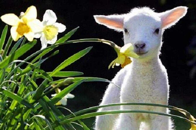 Lyttelton Cruise Excursions: Christchurch Sightseeing with Sheep Farm - Key highlights to know before you go