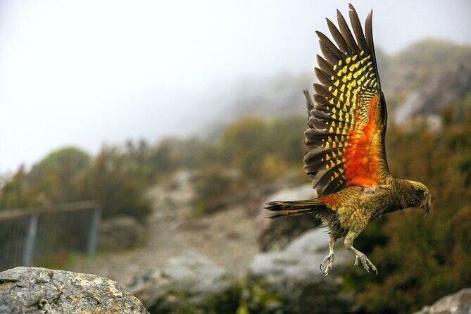 Lyttelton Shore Excursion: Arthur's Pass Day Tour - What You Pay for: $185.55 and the Value Question