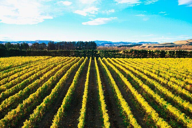 Lyttelton Shore Excursion - City Highlights & Waipara Wine Tour - Key Things to Know Before You Go