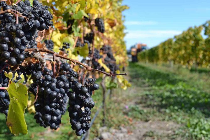 Lyttelton Shore Excursion - City Highlights & Waipara Wine Tour - Waipara Wine Country: How Lunch and Tastings Play Together