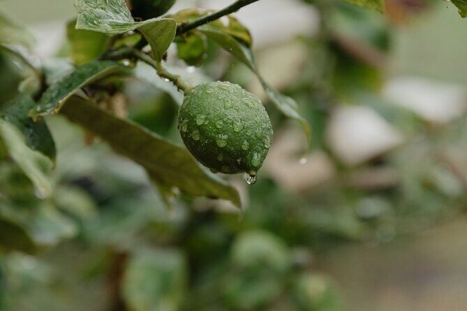 Make Your Own Gin at the Matahui Gin Lab - Bottling Your Own 500ml Gin and Taking It Home
