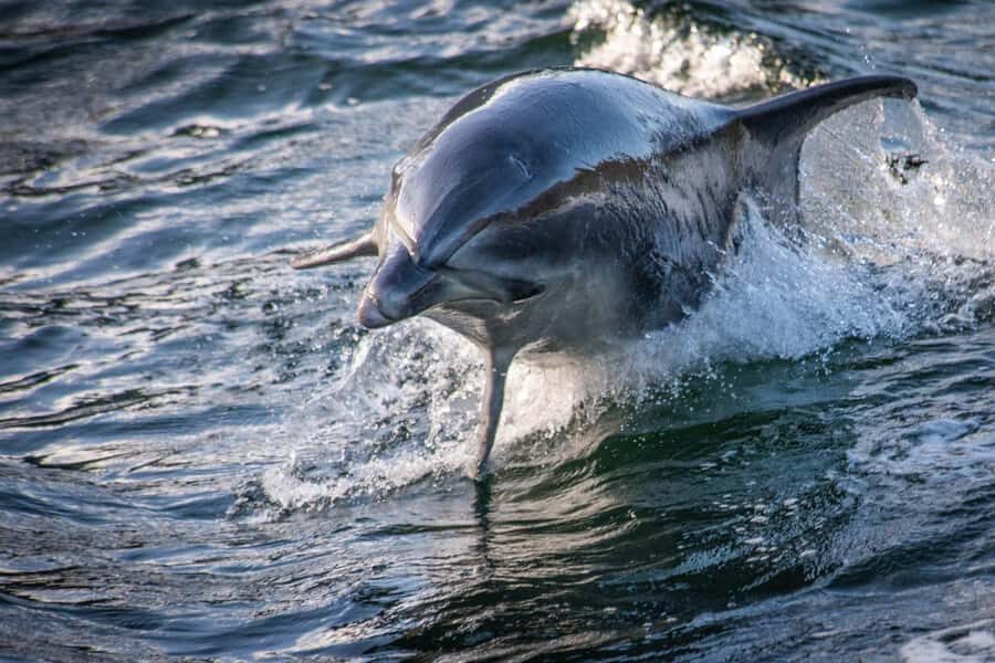 Manapouri: Doubtful Sound Overnight Cruise (2 Nights) - Manapouri Start: Lake Crossing and Wilmot Pass Views
