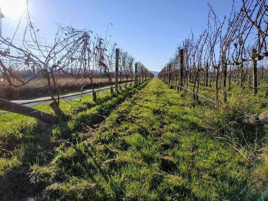 Marlborough: Blenheim Wine Tour; Afternoon of Wine only - The pickup and short coach ride that set the tone