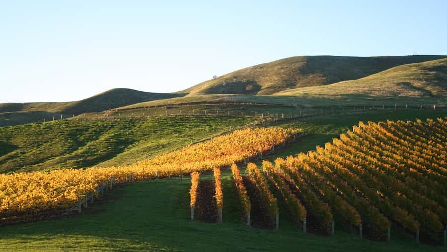 Marlborough: Full-Day Wine and Seafood Tour with Cruise - Key highlights I’d plan around