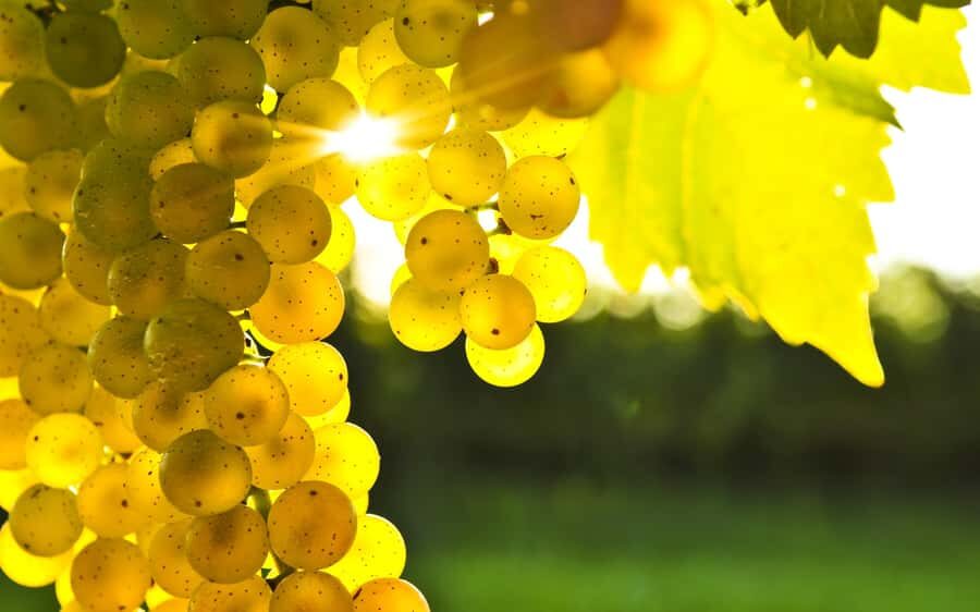 Marlborough Half-Day Wine Tour from Blenheim - Five cellar doors: what you’ll taste, and how the mix helps you decide