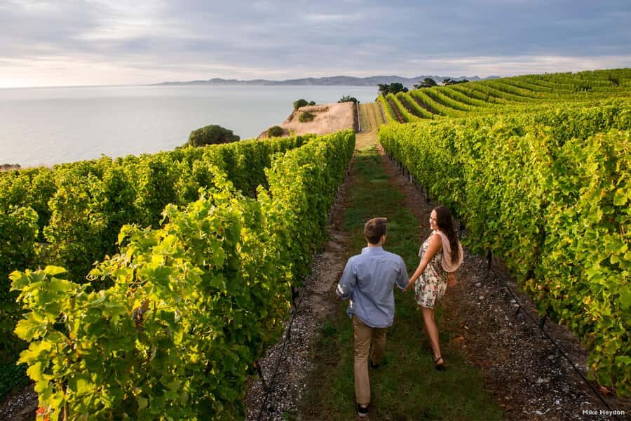 Marlborough Half-Day Wine Tour from Blenheim - Vineyard stroll and wine education that’s actually practical