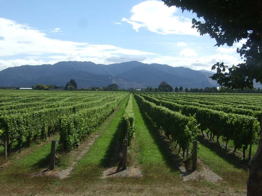 Marlborough Half-Day Wine Tour from Blenheim - The luxury minibus and the guides who keep it interesting