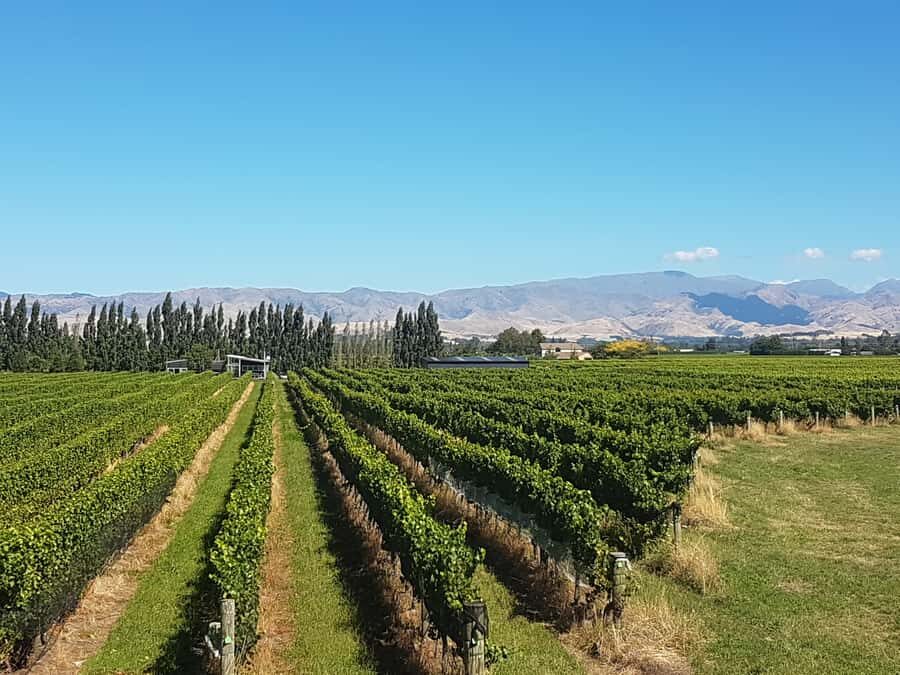 Marlborough: Half Guided and Half Self-Guided Bike Wine Tour - Who should book this, and who might skip it