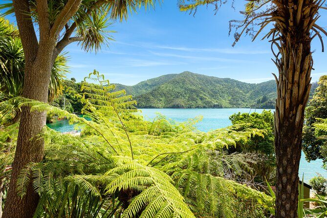 Marlborough Sounds Day Visit to Lochmara - Kayaking and paddle boards on Lochmara Bay