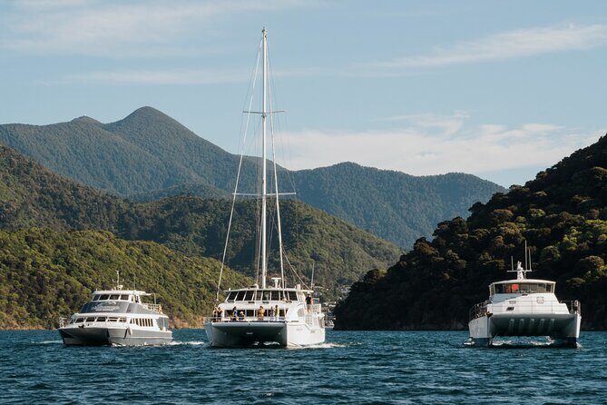 Marlborough Sounds Greenshell Mussel Tasting Cruise - An Afternoon in Picton’s Marlborough Sounds for Mussel Lovers