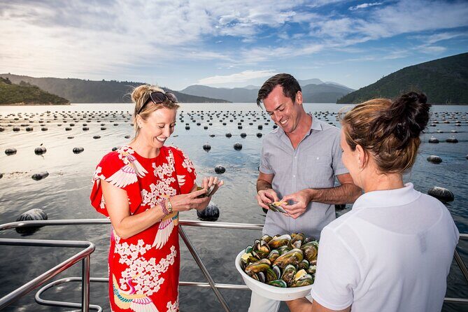 Marlborough Sounds Greenshell Mussel Tasting Cruise - Where You Meet the Seafood Odyssea Boat at Picton Marina