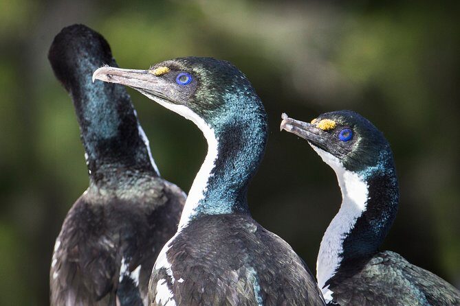 Marlborough Sounds Ultimate Cruise - Motuara Island Bird Sanctuary: The Walk and the Views