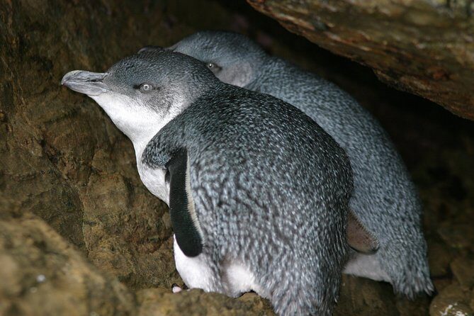 Marlborough Sounds Ultimate Cruise - The Guides and Commentary: Real Info Makes Wildlife Better