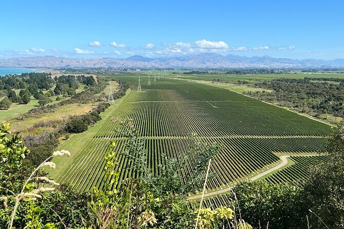 Marlborough Wine Region Tour from the Port of Picton - Who should book this Marlborough wine day from Picton?